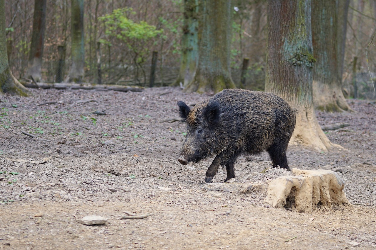 Wild Boar hunting